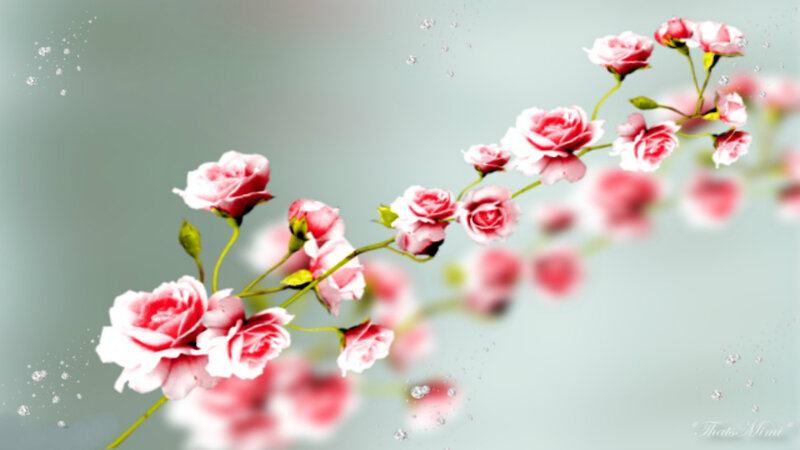 Pink Roses on a Branch — Serene, Spring, Digital Art