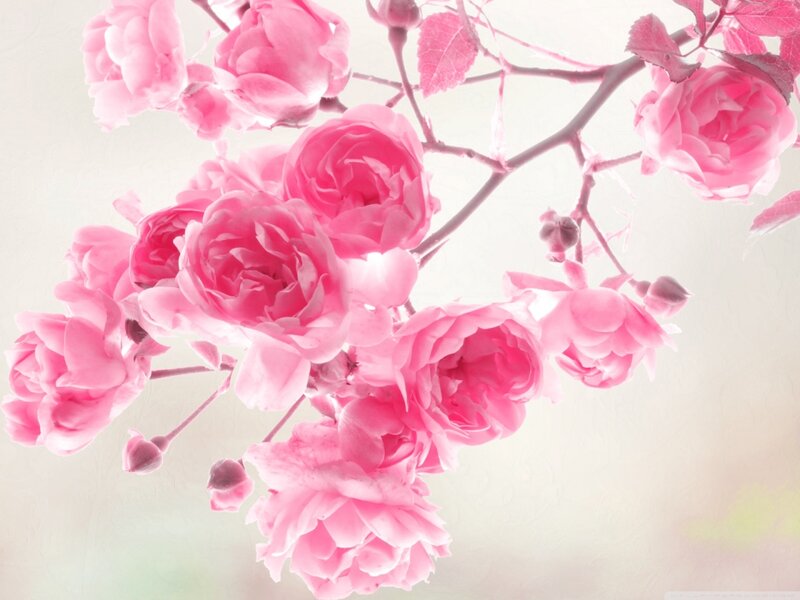 Pink Roses on a Branch — Serene, Spring