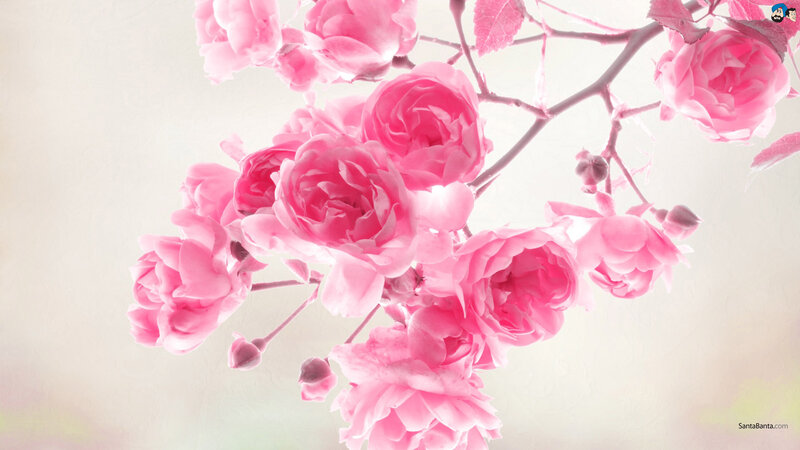 Pink Roses on a Branch — Serene