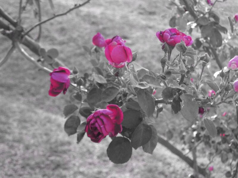 pink roses on a branch
