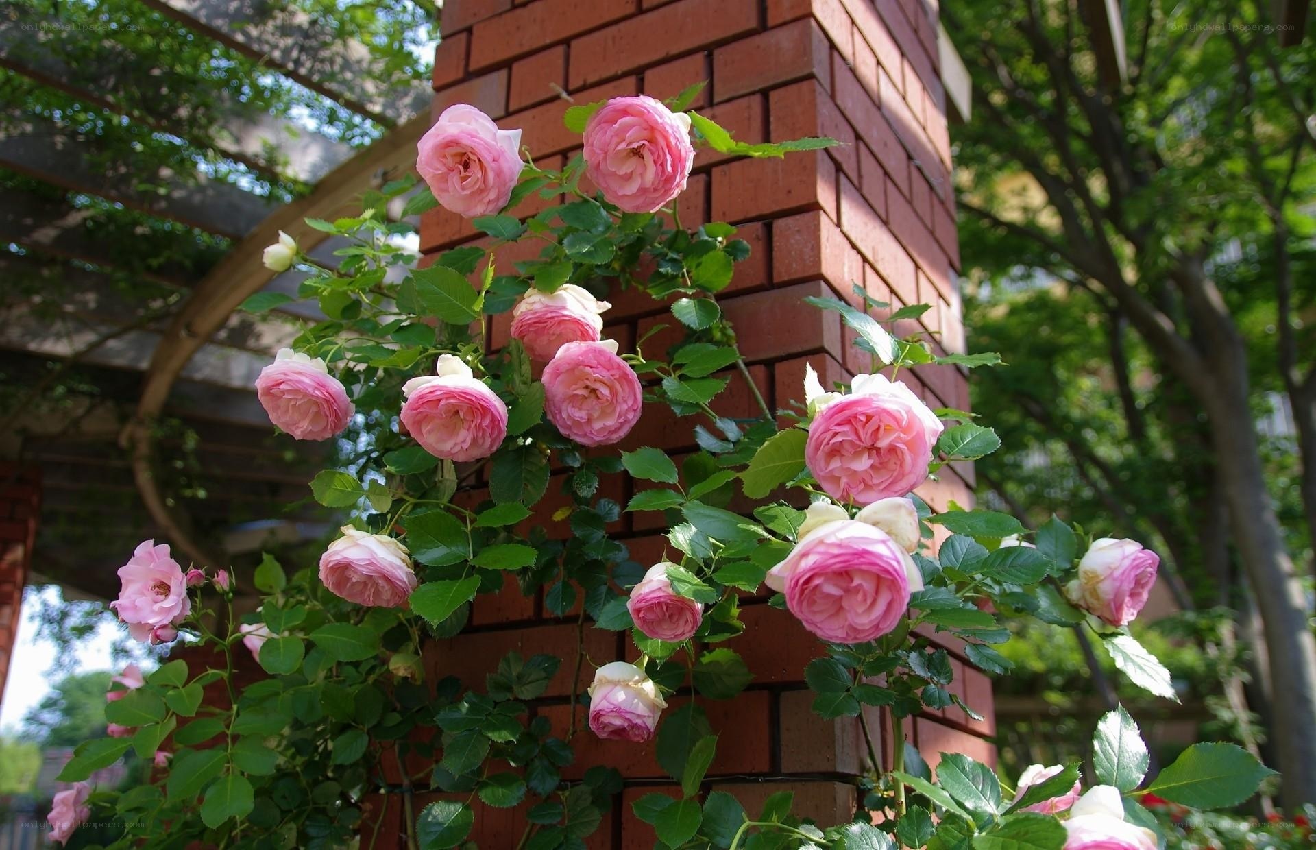 Pink roses on a brick wall