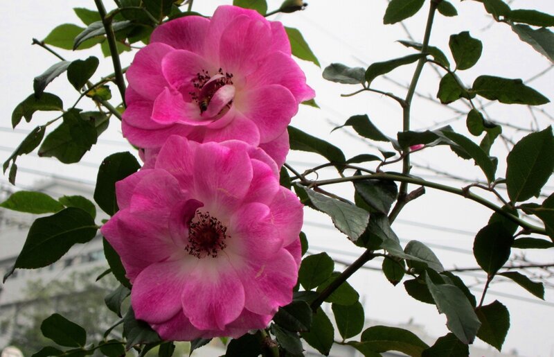 Pink Roses on a Bush — Calm, Spring