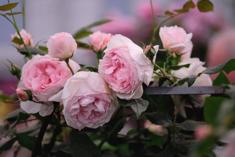 Pink Roses on a Bush — Calm