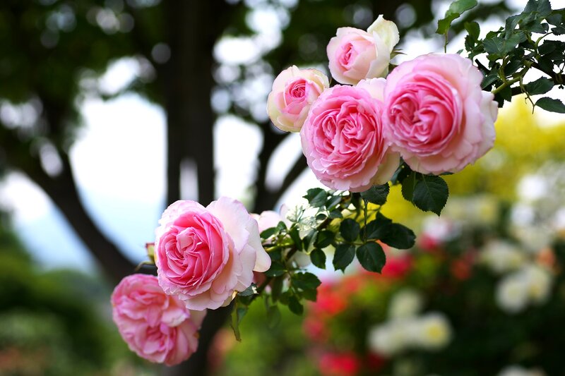 Pink Roses on a Bush — Serene, Afternoon
