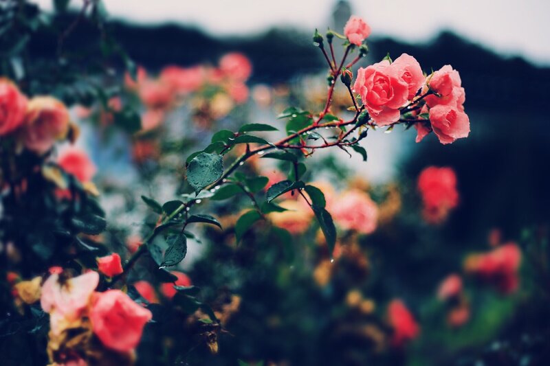 Pink Roses on a Bush — Serene, Spring, Photograph
