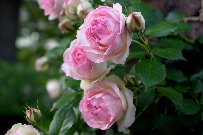 Pink Roses on a Bush — Serene, Spring