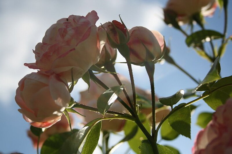 Pink Roses on a Bush — Serene