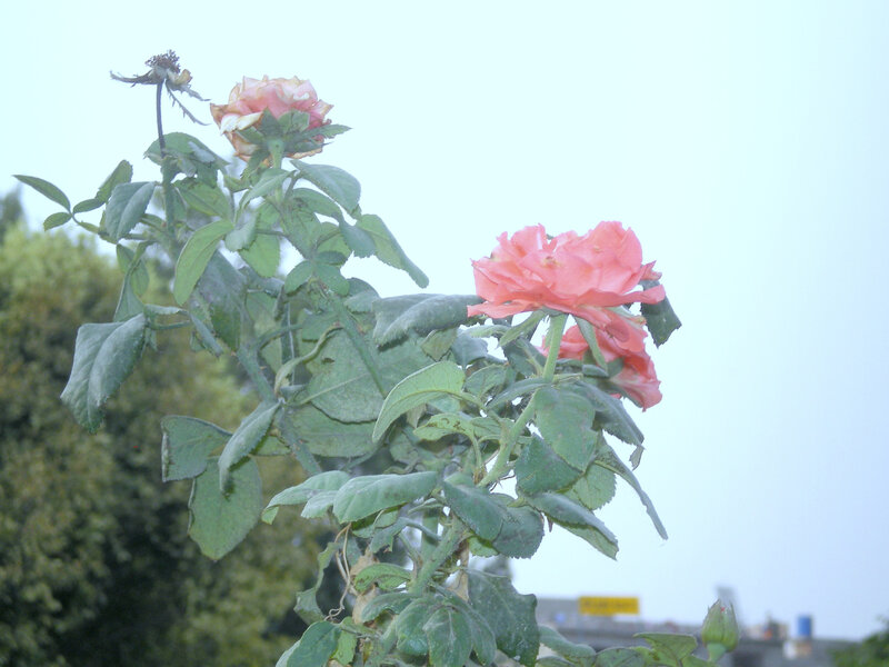 Pink roses on a bush
