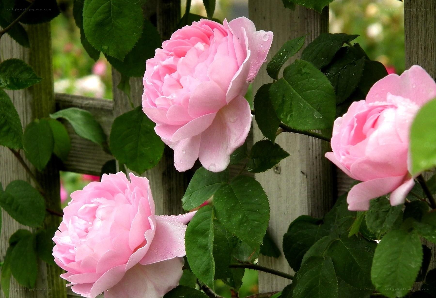 Pink roses on a garden trellis