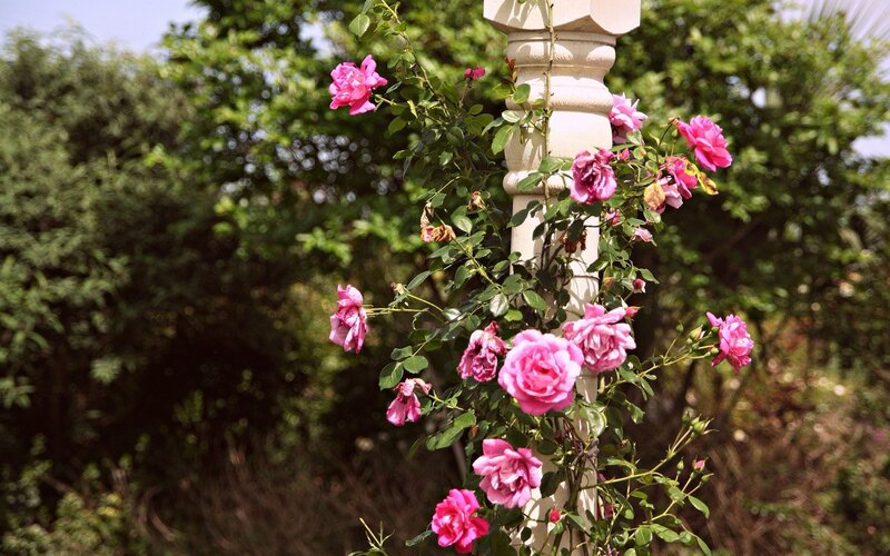 Pink Roses on a Pillar