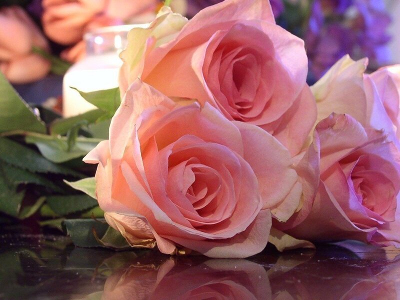 Pink roses on a reflective surface