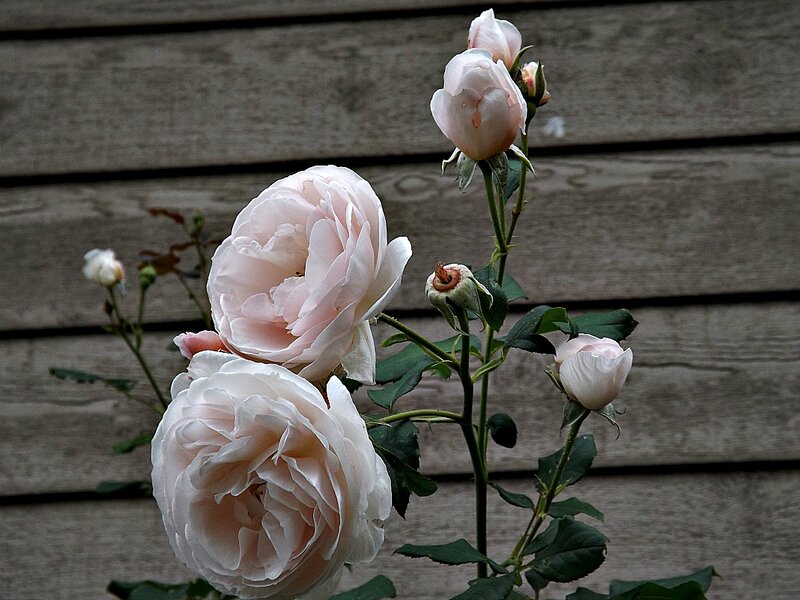 Pink Roses on a Stem — Calm, Photograph