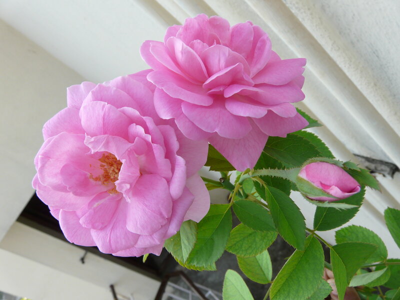 Pink Roses on a Stem — Calm