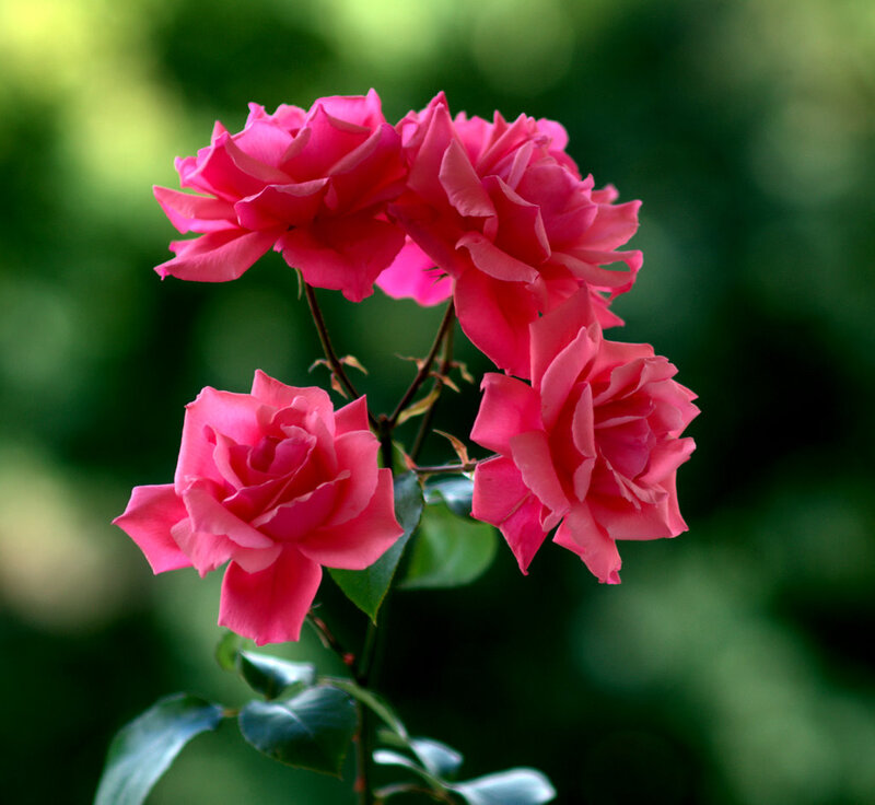 Pink Roses on a Stem — Serene