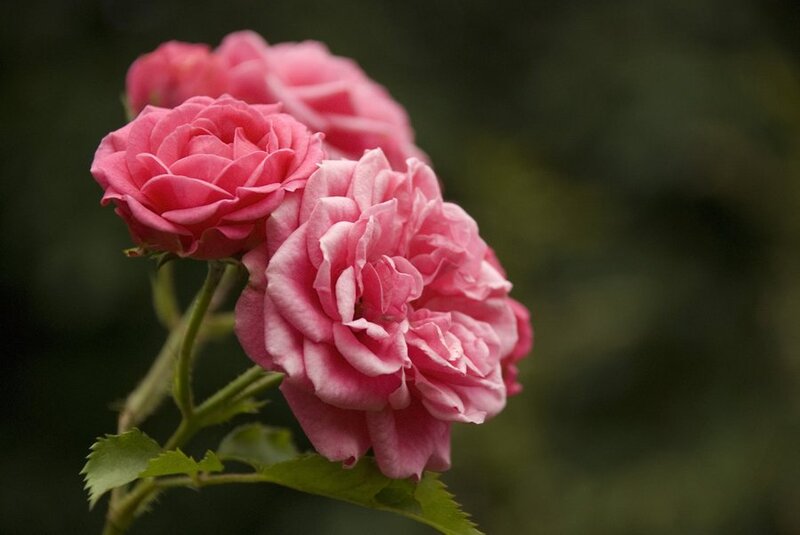 Pink Roses on a Stem