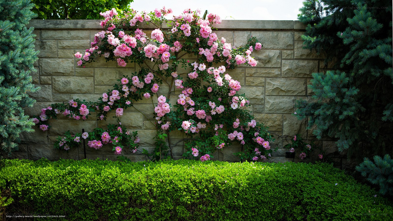 Pink roses on a stone wall