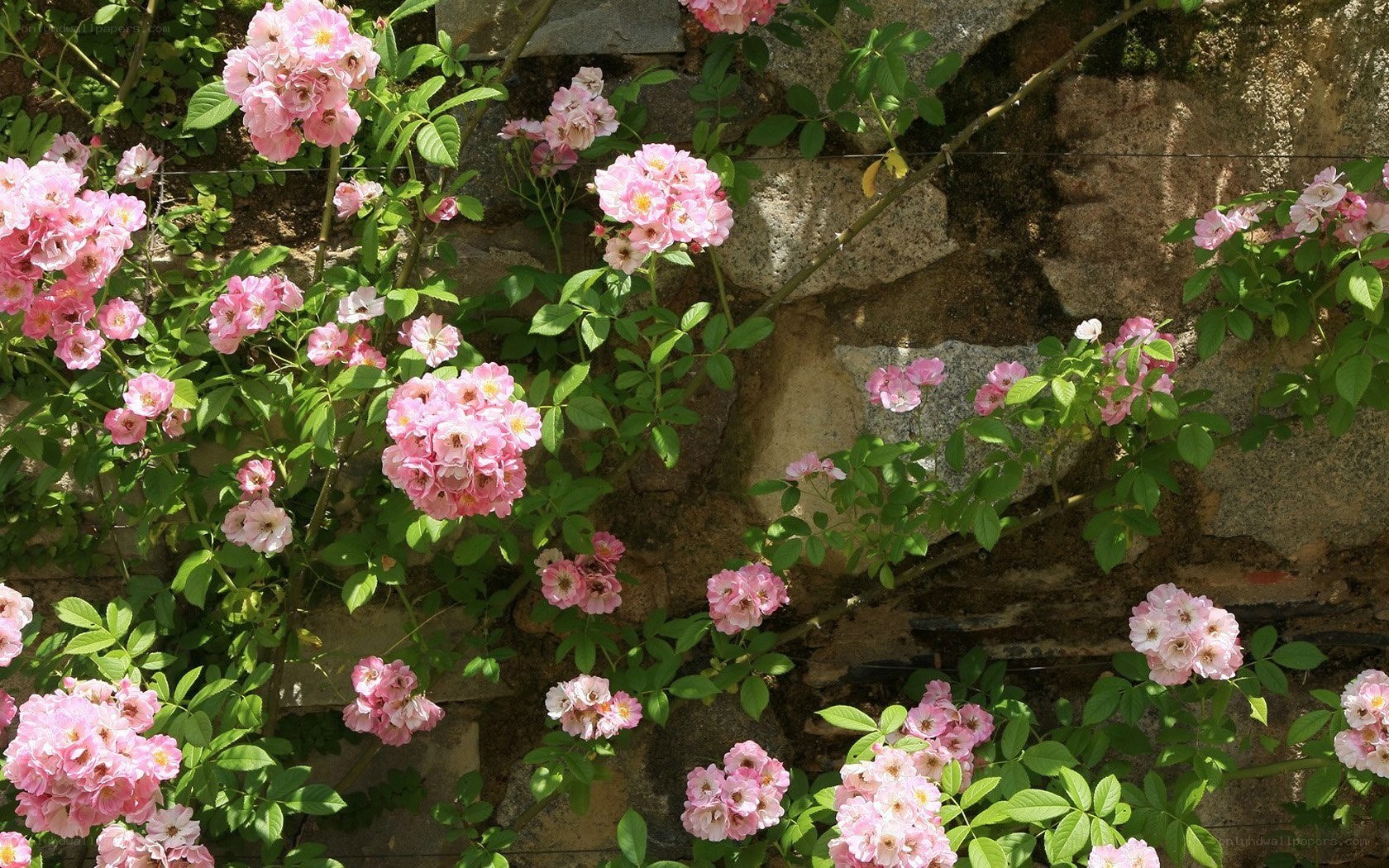 Pink roses on a stone wall
