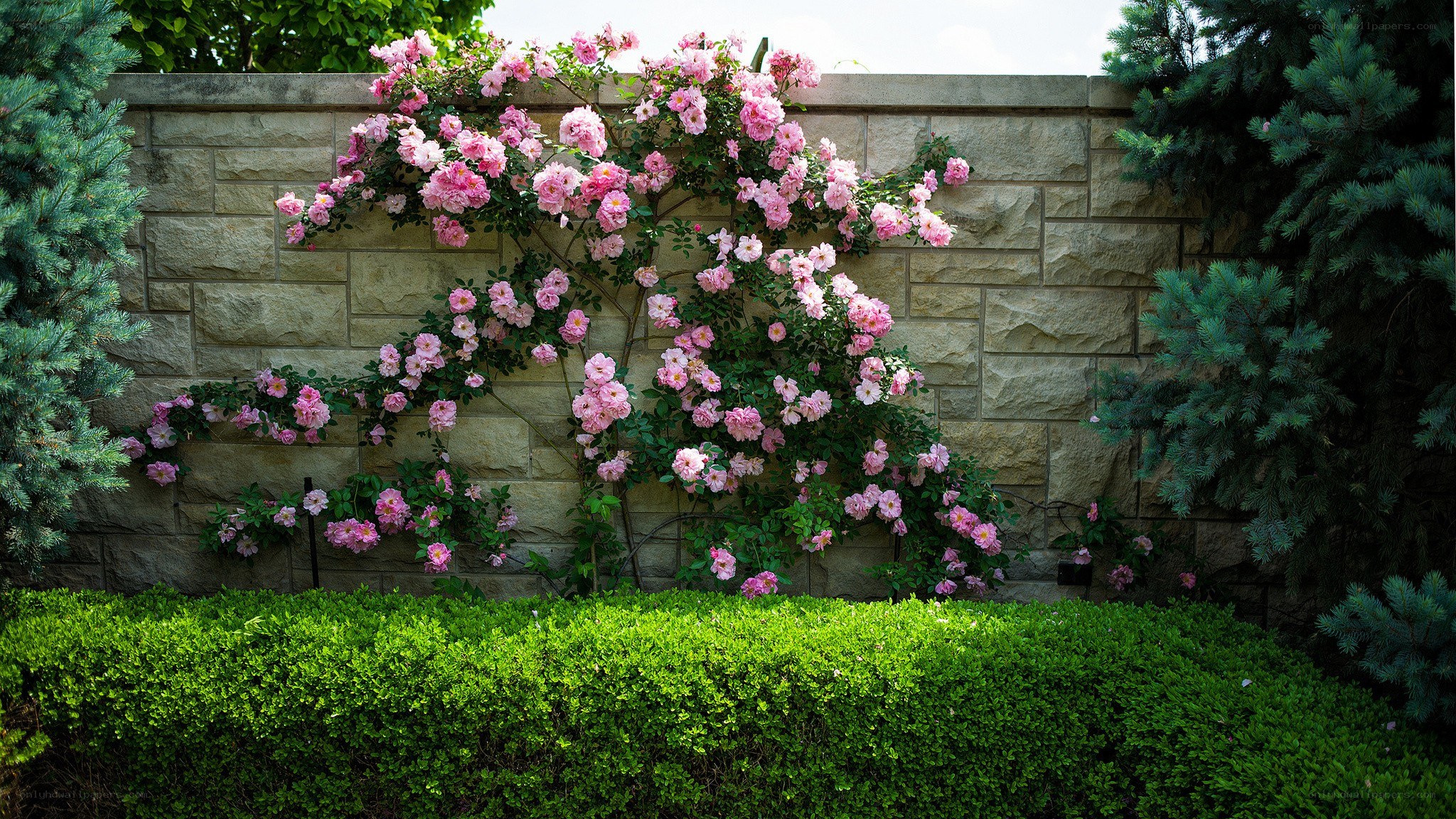Pink roses on a stone wall