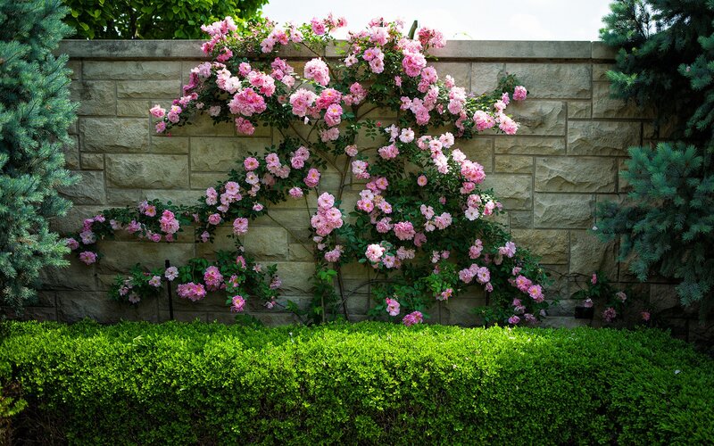 Pink roses on a stone wall