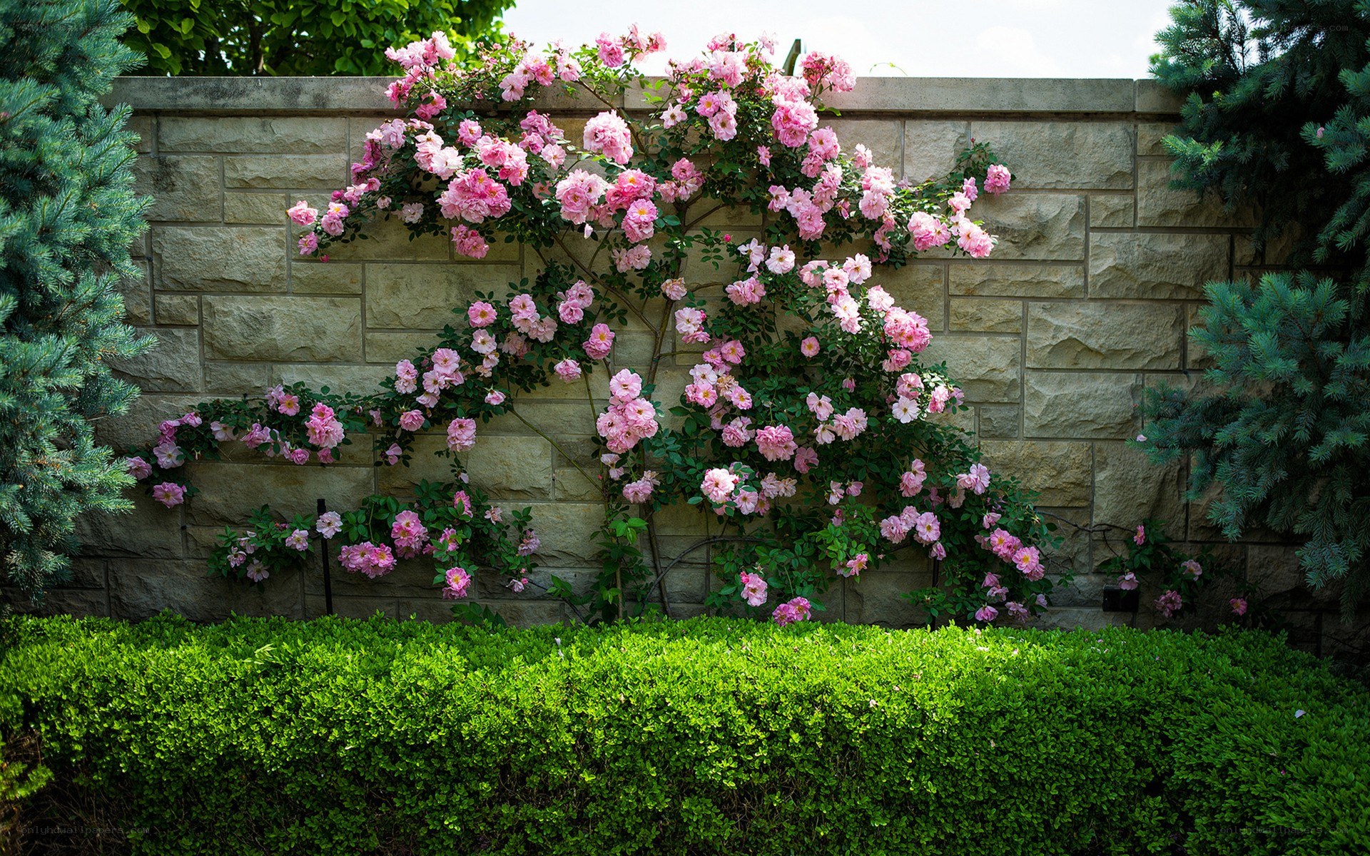 Pink roses on a stone wall