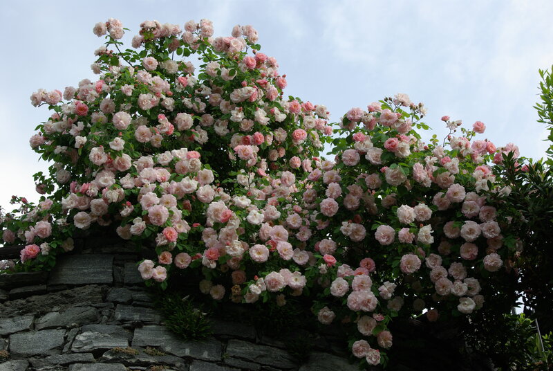 Pink roses on a stone wall