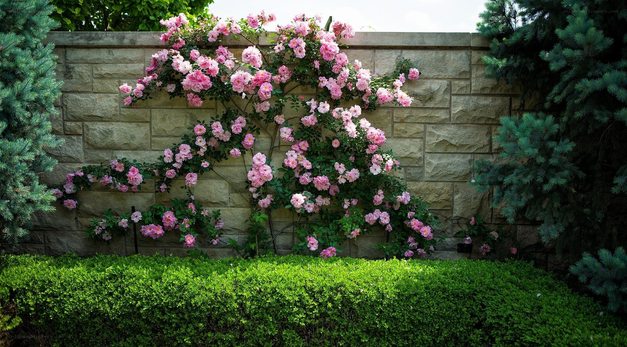 Pink roses on a stone wall