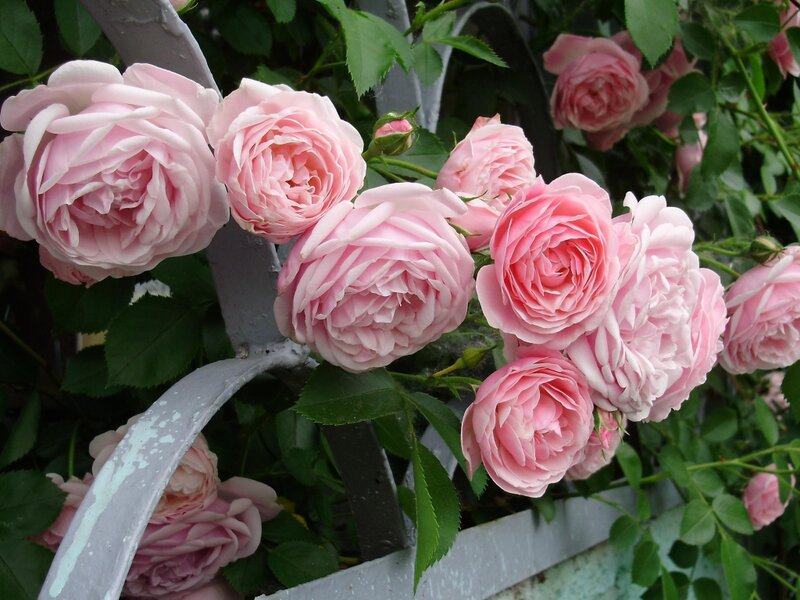 Pink Roses on a Trellis