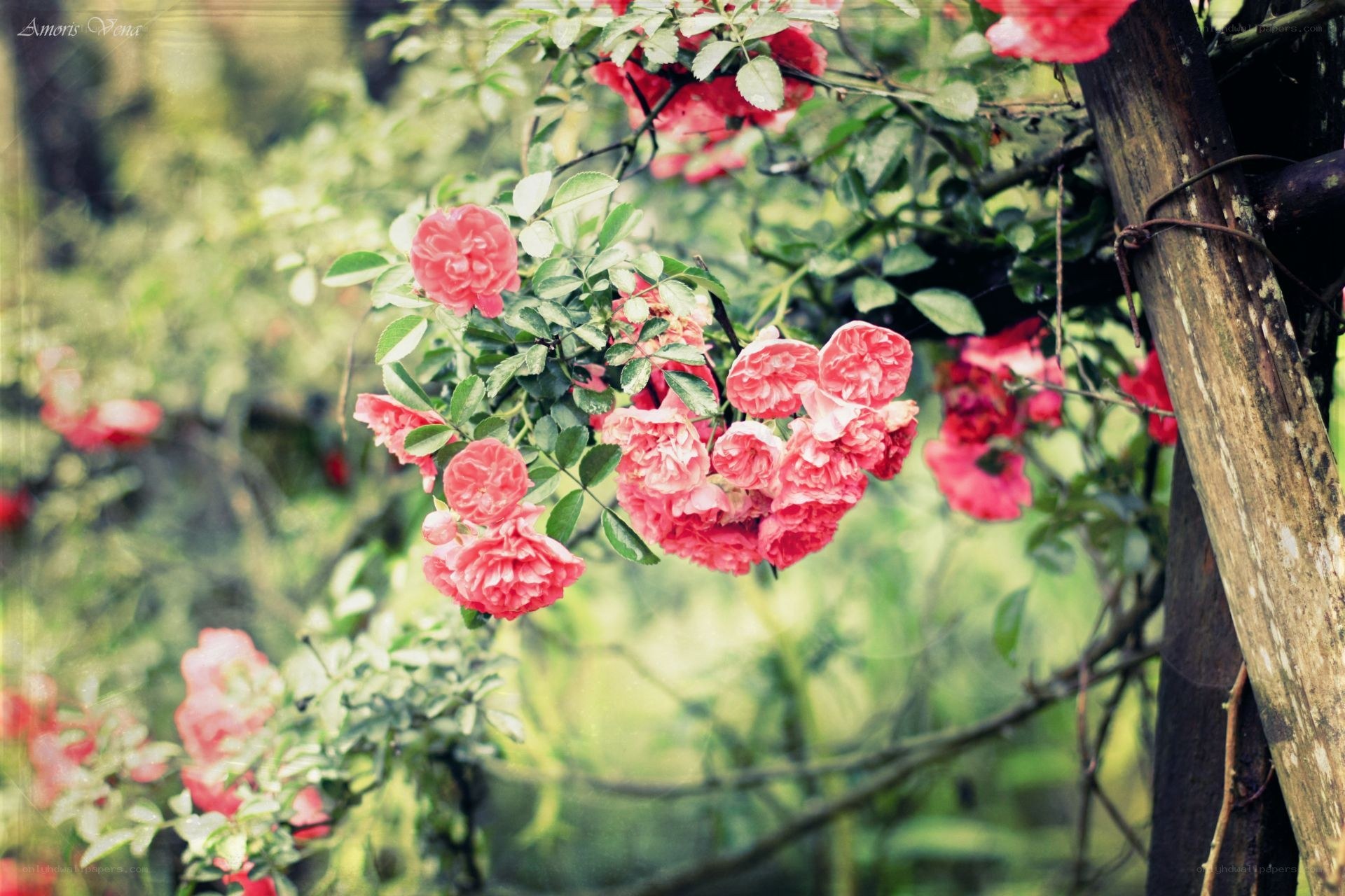 Pink roses on a vine