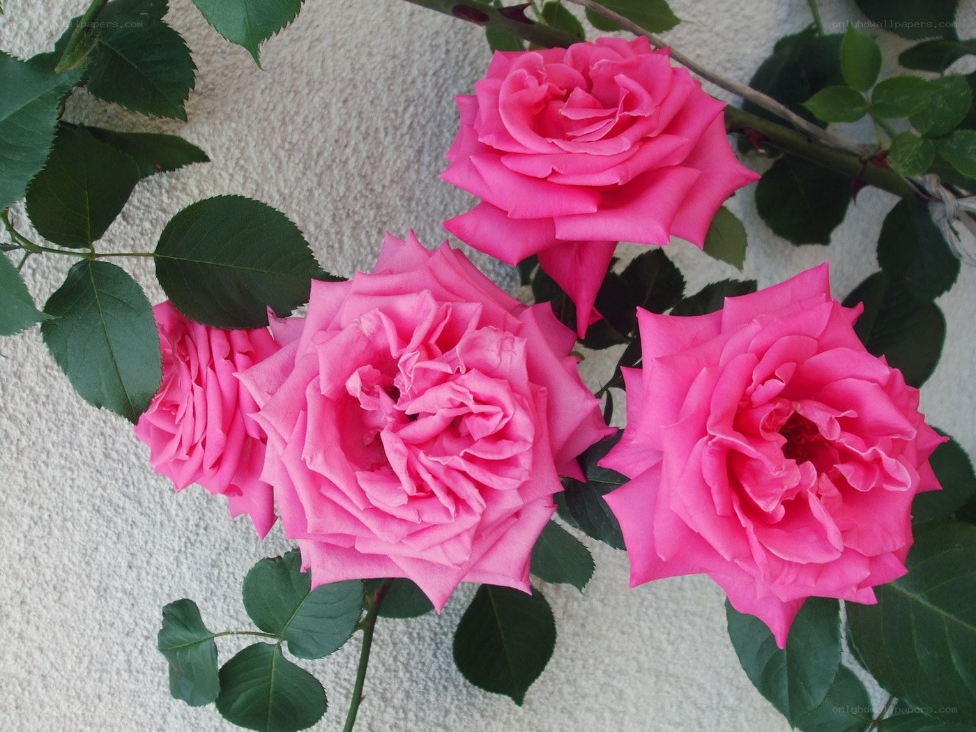 Pink roses on a wall