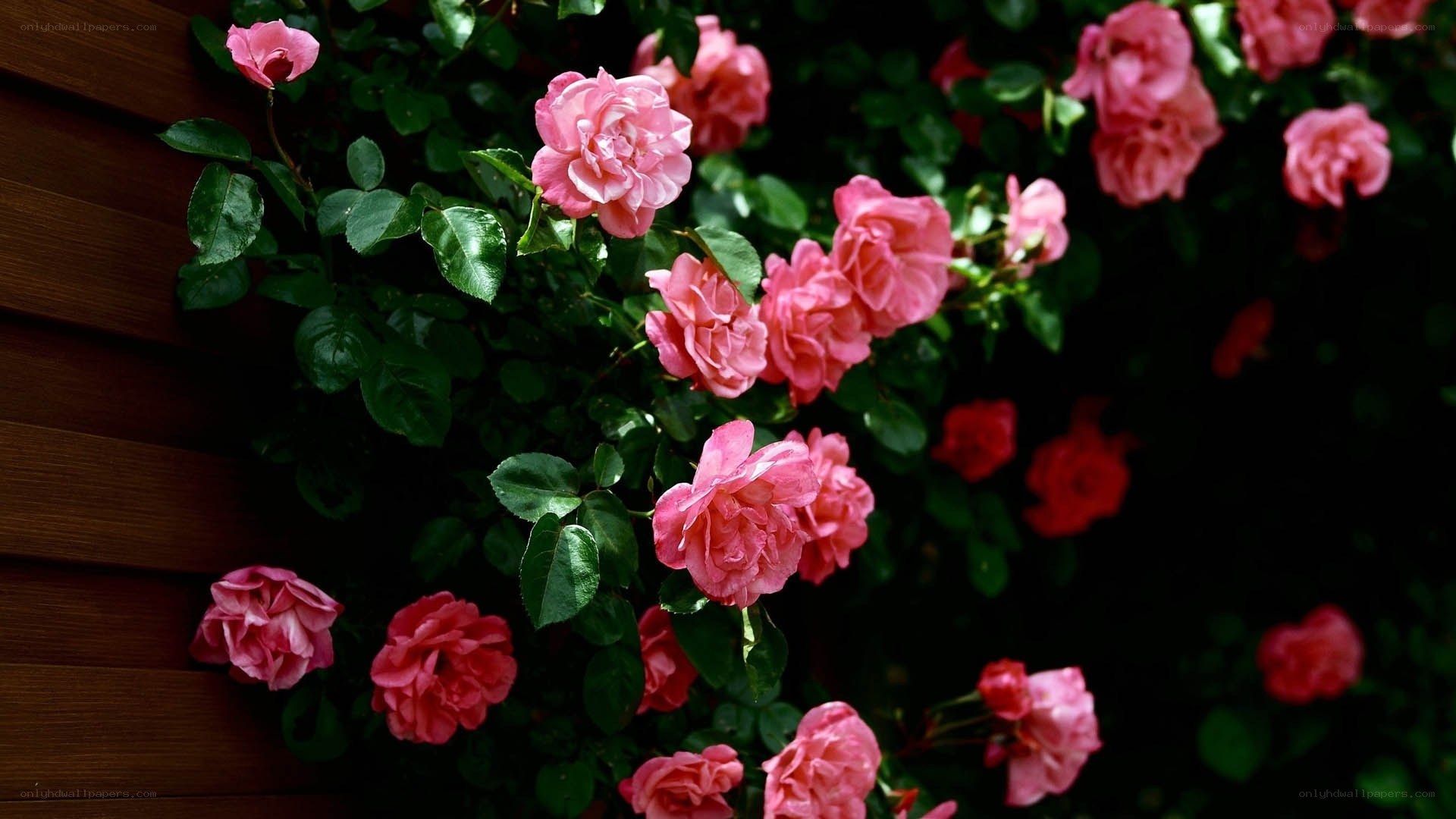 Pink roses on a wooden wall
