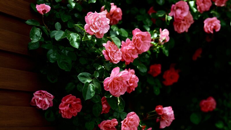 Pink roses on a wooden wall