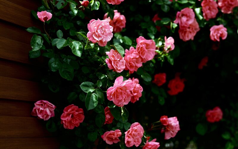 Pink roses on a wooden wall