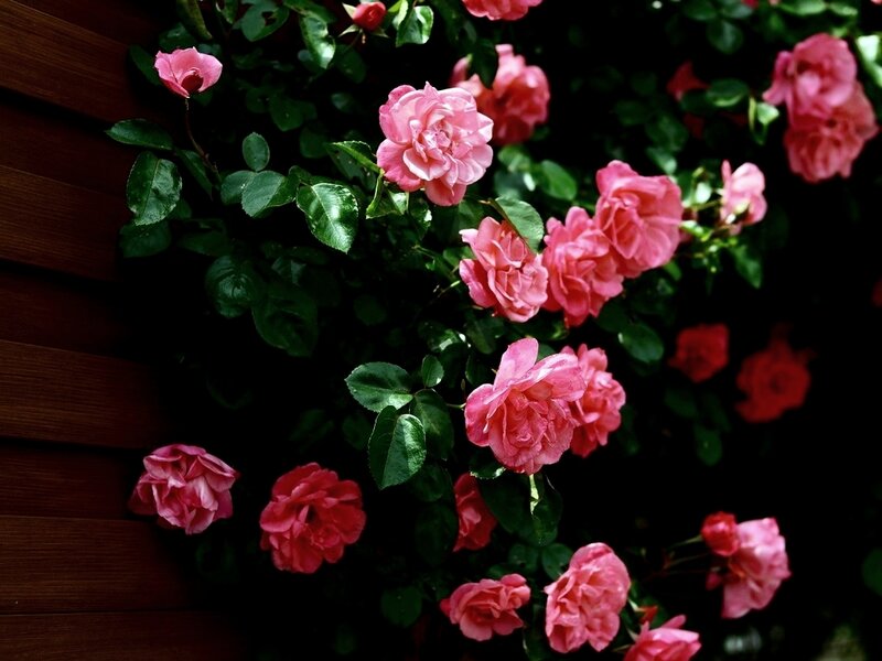 Pink roses on a wooden wall