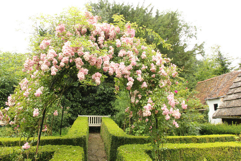Pink Roses on Arbor — Green, Serene, Afternoon