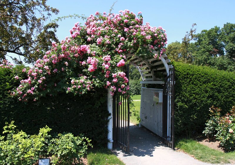 Pink Roses on Arbor — Green, Serene, Summer