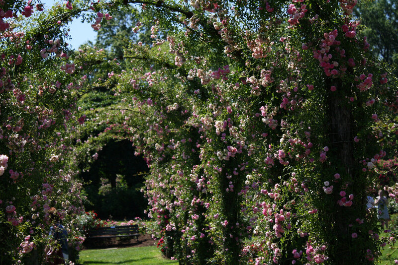 Pink Roses on Arbor — Green, Serene