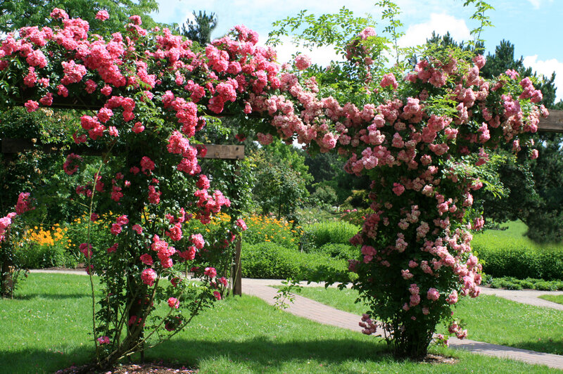 Pink Roses on Arbor — Green