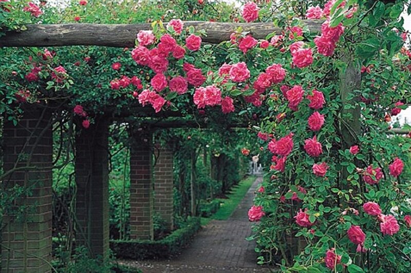 Pink Roses on Arbor — Serene, Afternoon, Photograph, Brick Pillars