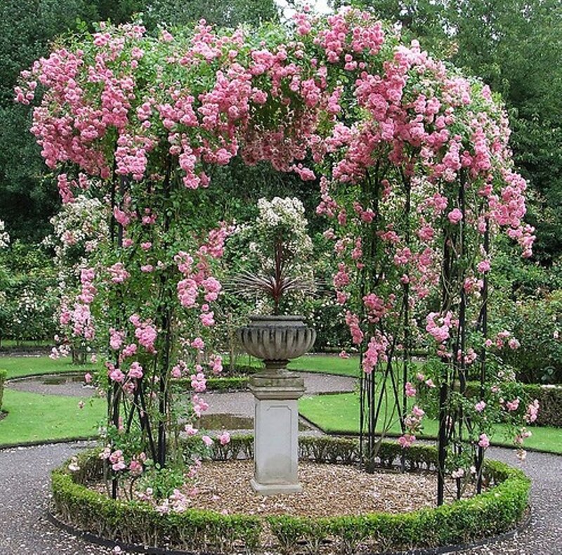 Pink Roses on Arbor — Serene, Afternoon, Photograph, Fountain
