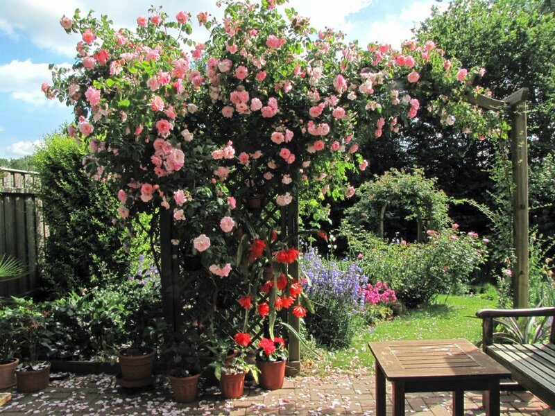 Pink Roses on Arbor — Serene, Afternoon, Photograph, Garden Bench