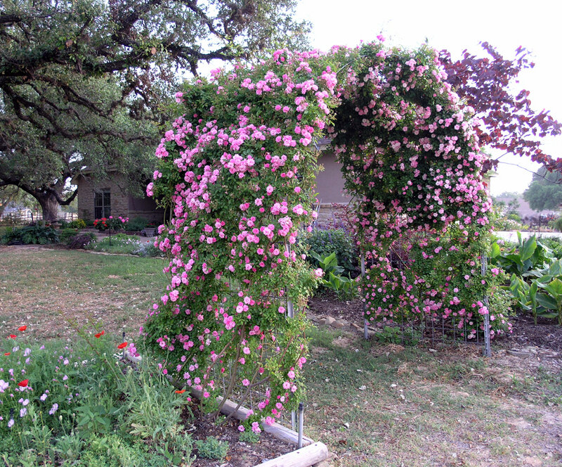 Pink Roses on Arbor — Serene, Afternoon