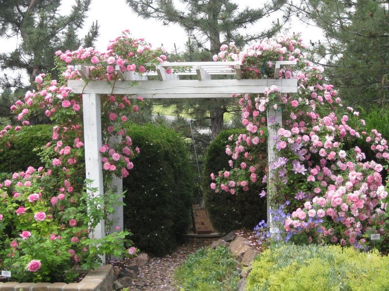 Pink Roses on Arbor — Serene, Spring, Photograph