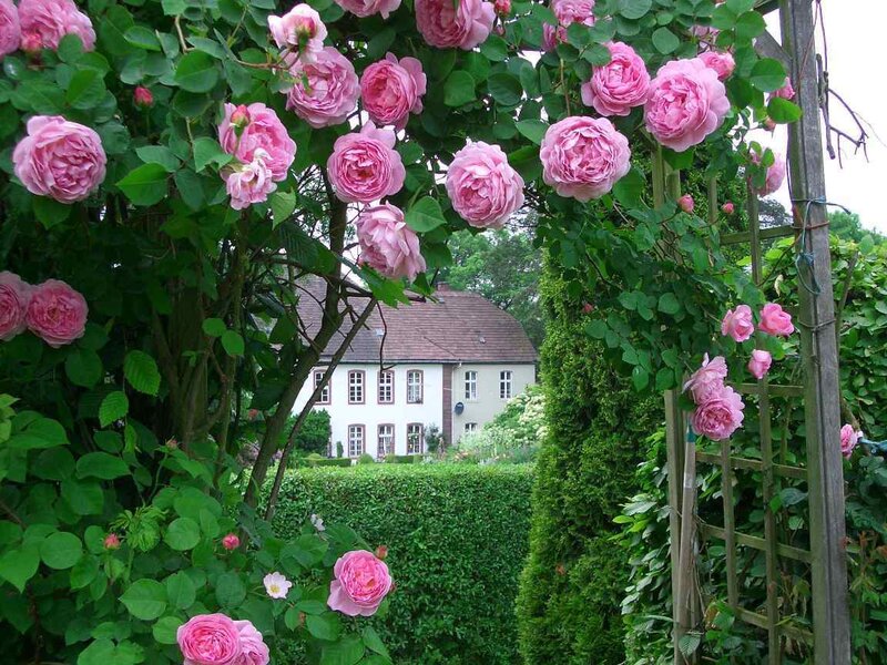 Pink Roses on Arbor — Serene, Spring