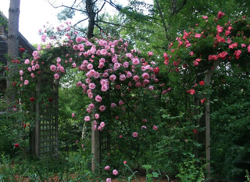 Pink Roses on Arbor — Serene, Summer, Photograph, Garden