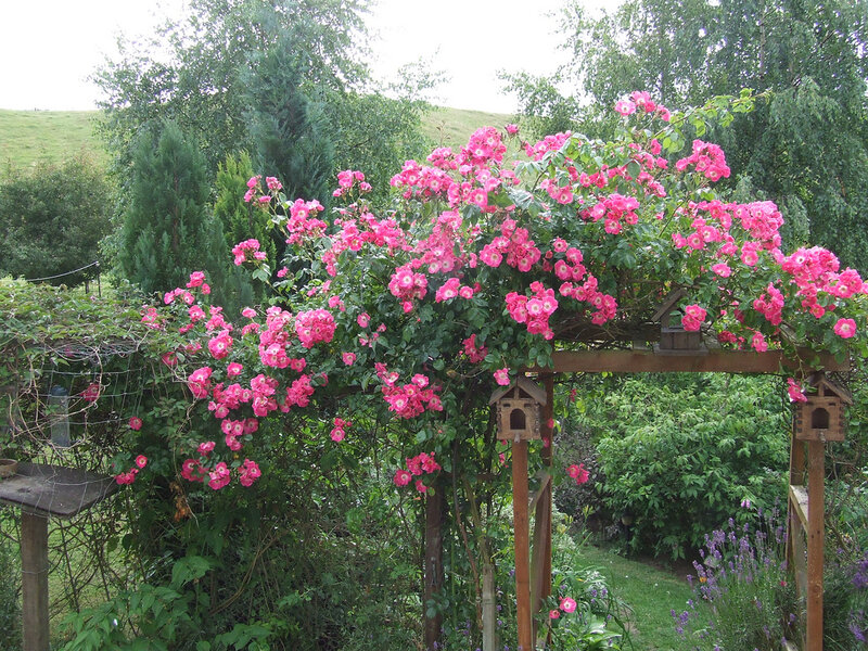 Pink Roses on Arbor — Serene, Summer, Photograph