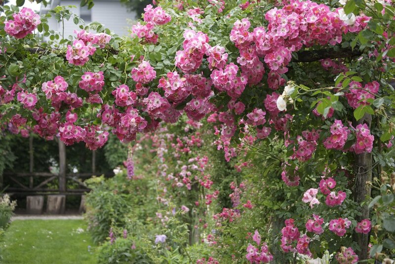 Pink Roses on Arbor — Serene, Summer