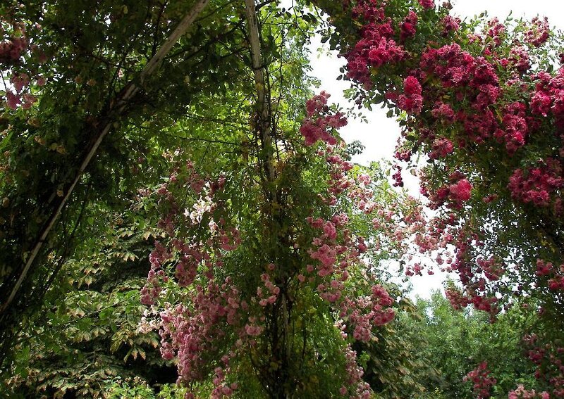Pink Roses on Arbor — Serene
