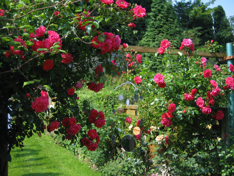 Pink Roses on Arbor