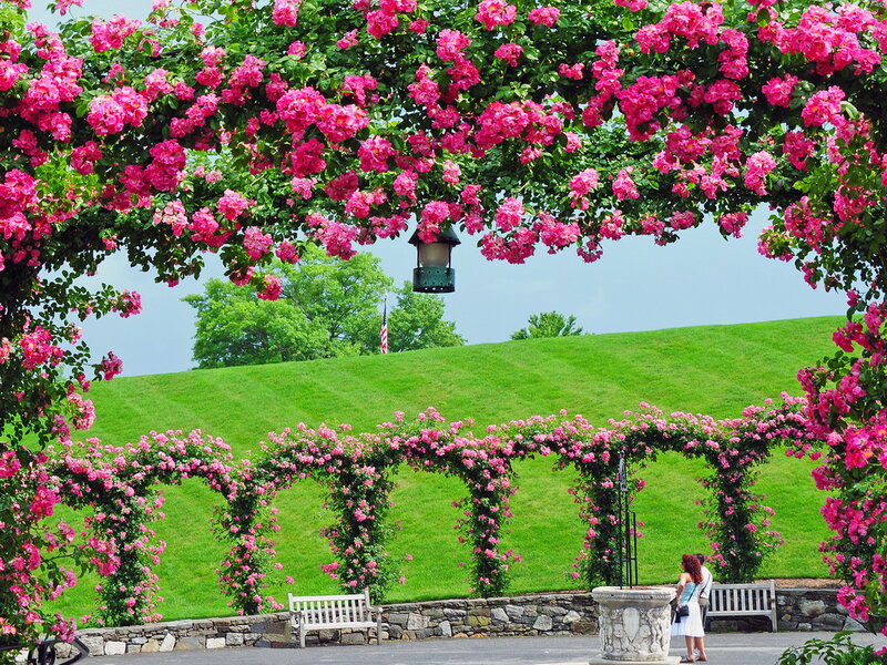 Pink Roses on Arches