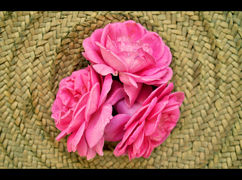 Pink Roses on Basket
